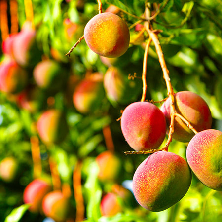 Glenn Mango Tree