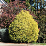 Photo is of mature plant.