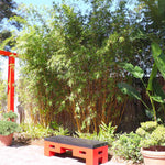 Golden Bamboo Plant