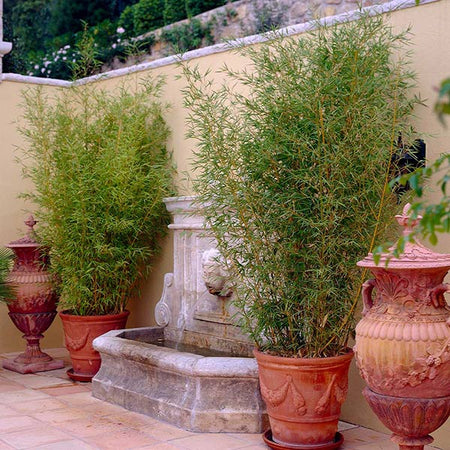 Golden Bamboo Plant