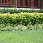 Golden Euonymus Shrub