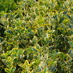Golden Euonymus Shrub