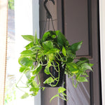 Golden Pothos Plant