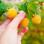 Golden Raspberry Plant