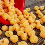 Golden Raspberry Plant