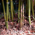 Graceful Bamboo