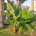 Majestic tropical trees fit any landscape.