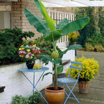 Works nicely as a potted patio plant.