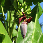 A red flower appears first then the fruit emerges.