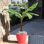 Grand Naine Banana Tree