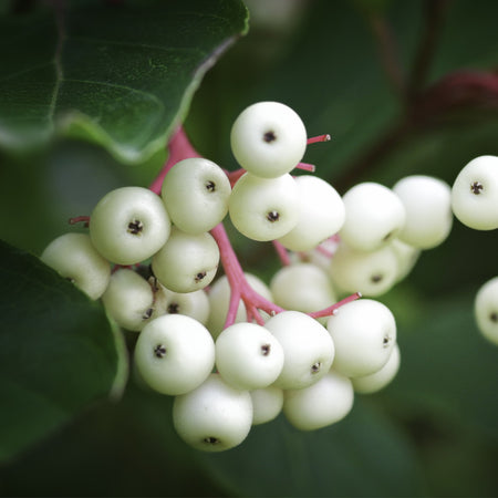 Grey Twig Dogwood Shrub