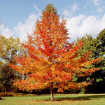 Green Gable Gum Tree has a narrower pyramidal canopy than other Tupelo trees.