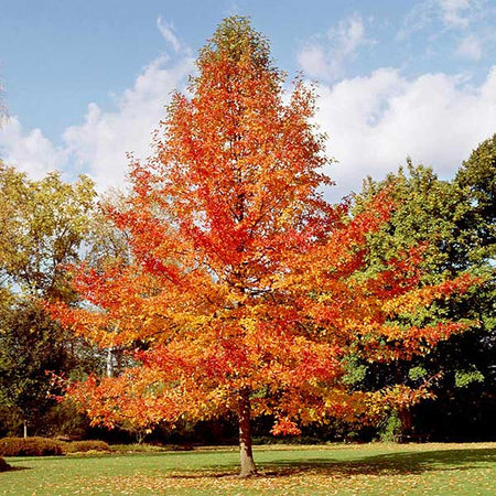 Green Gable Tupelo (Black Gum Tree)
