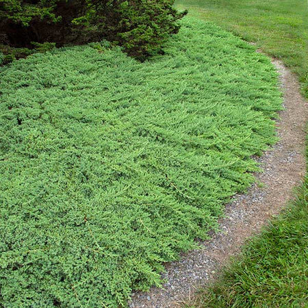 Green Mound Juniper Shrub