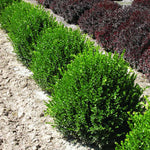 Green Velvet Boxwood is similar in size to Dwarf English Boxwood.