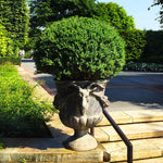 Boxwoods are great in pots with very little maintenance.