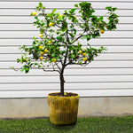 Harvey Lemon Tree