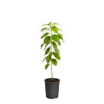 Hass Avocado Tree