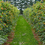 Heritage Raspberry Bush