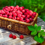 Heritage Raspberry Bush