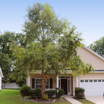 Heritage River Birch is a popular landscape tree.