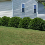 Hetz Midget Arborvitae Shrub