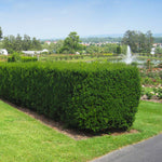 Hicks Yew Tree