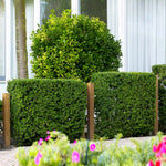 Yews keep their shape with light pruning just a couple of times a year.