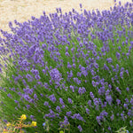 The sweet lavender scent deters deer.