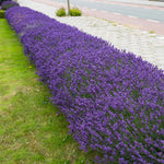 Makes a dramatic show when planted in multiples.