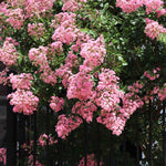 Hopi Crape Myrtle Tree