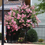 Blooms are very long lasting, all summer to fall.
