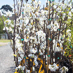 Your pear will be filled with white flowers in spring.