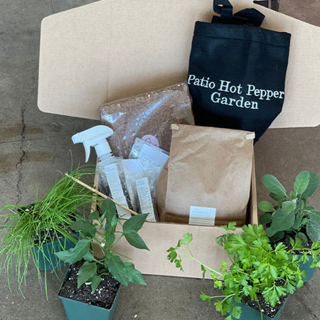 Patio Hot Pepper Garden
