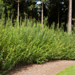 These young willow hybrids can be pruned to maintain this height or will grow up to a mature height of 35-40 feet.