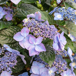 Endless Summer® Pop Star® Reblooming Hydrangea