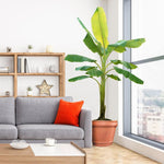 Can be grown indoors when placed near a bright light source.