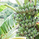 Fruit is blue when it first appears then turns yellow when ripe.