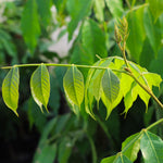 Ice Cream Bean Tree