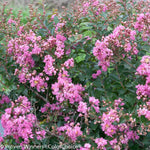 Courtesy of Proven Winners - www.provenwinners.com