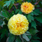 Bartzella Peony