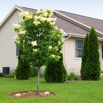 Ivory Silk Japanese Lilac Tree