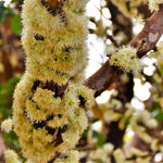 Jaboticaba Tree