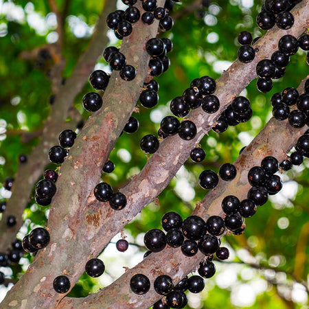 Jaboticaba Tree