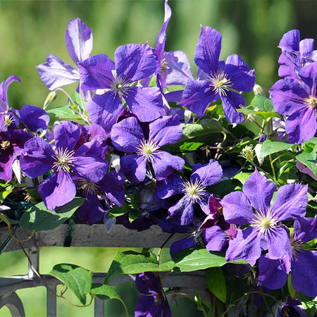 Jackmanii Clematis Vine