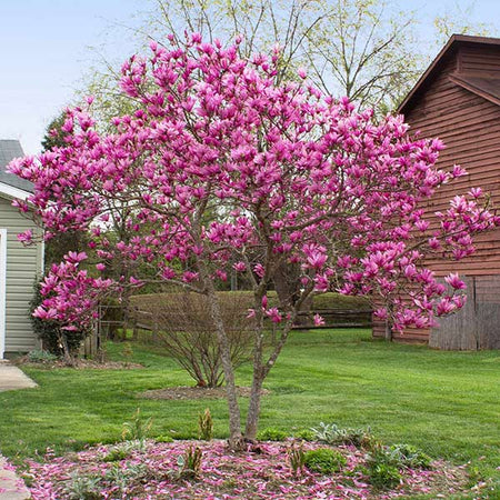 Jane Magnolia Tree