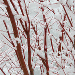 Year round interest but avoid too much shade to keep the bark bright.