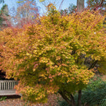 Fall color is gold with red.