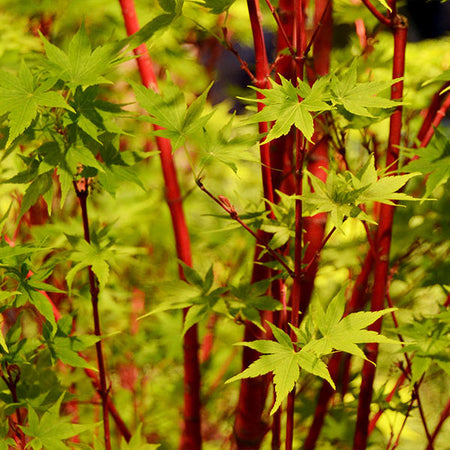 Coral Bark Japanese Maple Tree