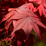 Fall color is a crimson red.